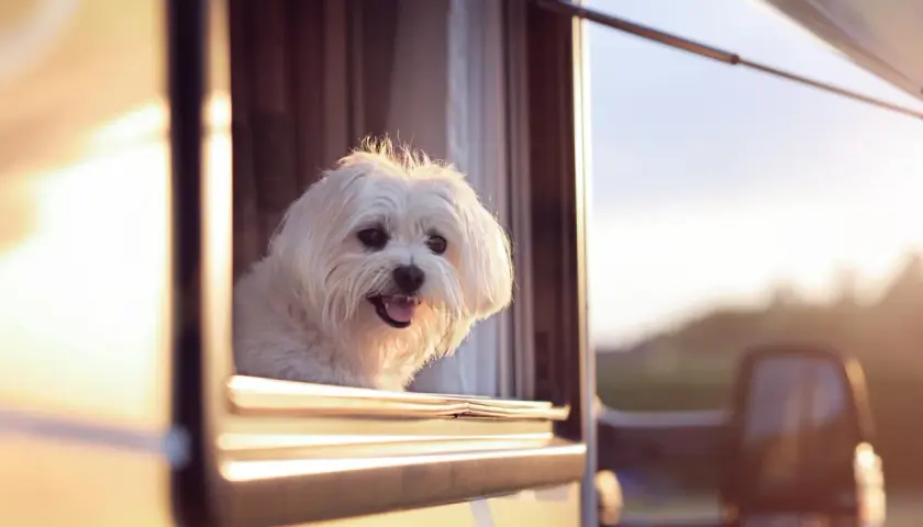Un petit chien blanc regarde par la fenêtre d'un camping-car, profitant de l'air frais. Un aménagement camping-car pour chien idéal pour les voyages.